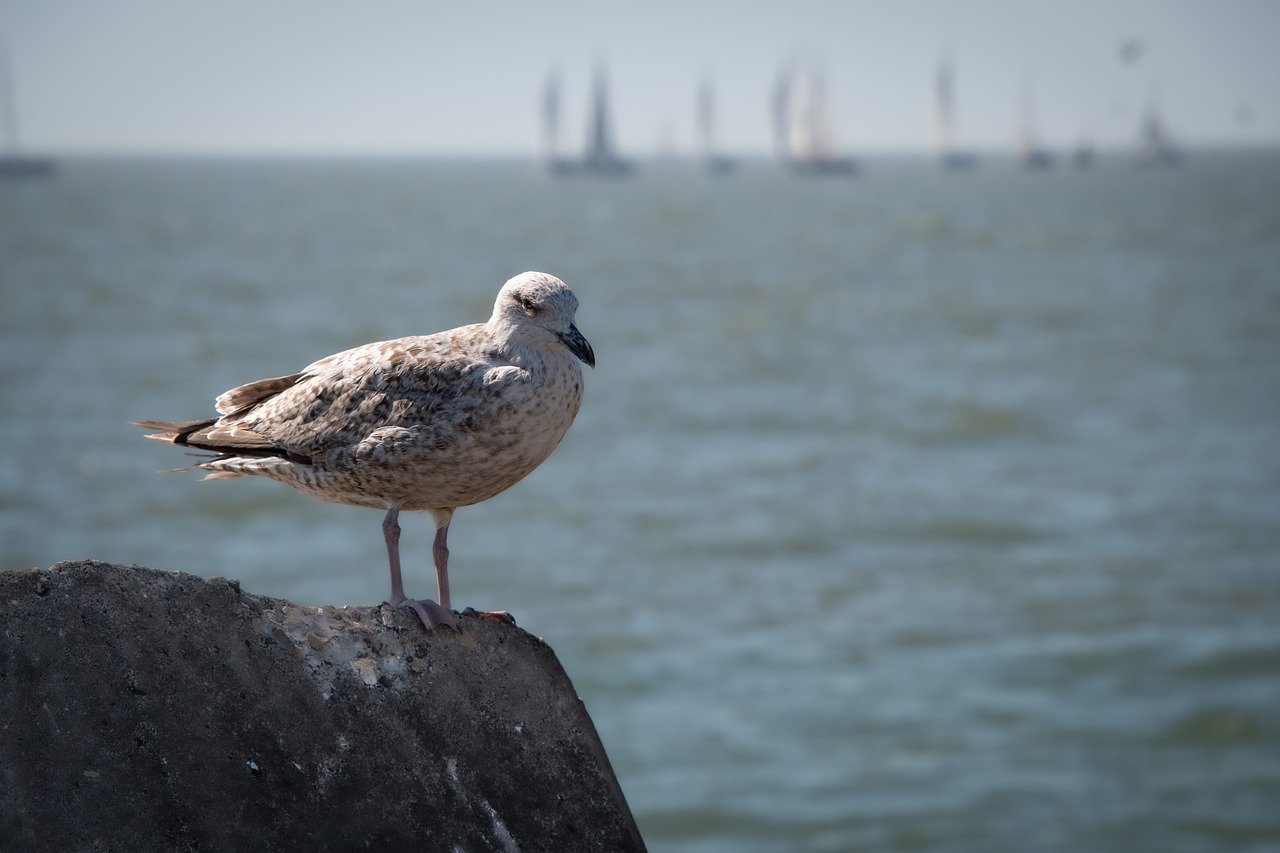 seagull, young gull, brown feathers-7721262.jpg
